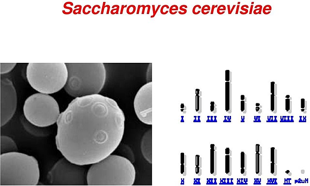 Primera secuencian de un genoma eucariota: Saccharomyces cerevisiae.