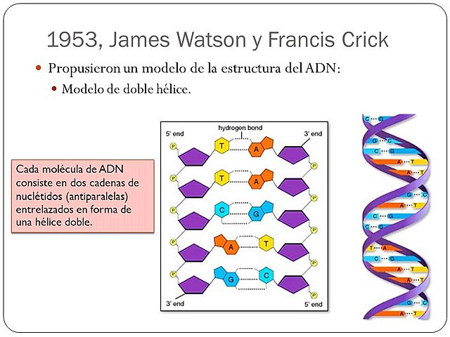Modelo de la molécula de ADN