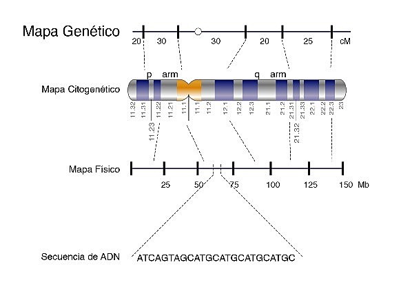 Descubrimiento del mapa genético