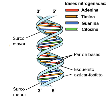 Descubrimiento de la doble hélice del ADN