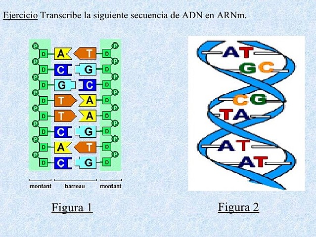 Primera secuenciación del ADN