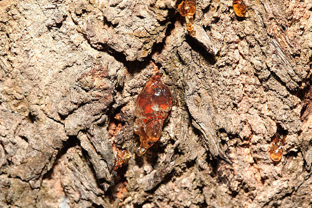 Los polímeros naturales