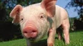 Timeline: MICROPROCESADORES