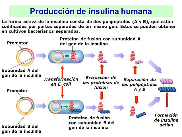 Insulina por ingeniería genética