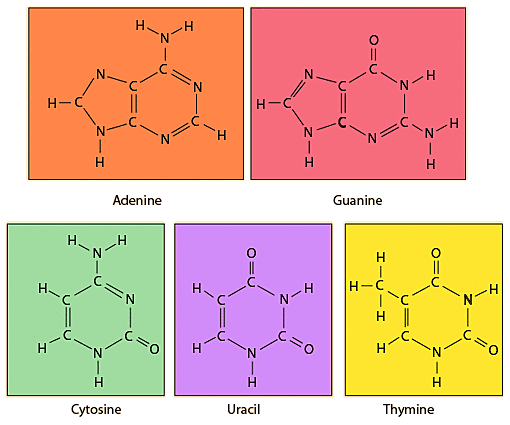 Las bases nitrogenadas