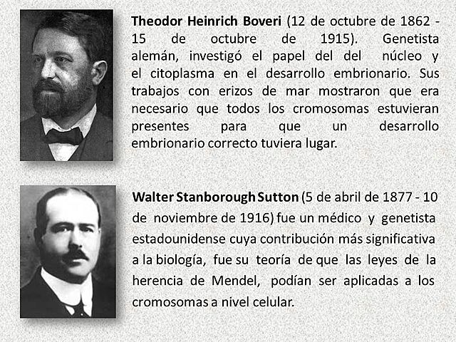 Mendel tenía razón