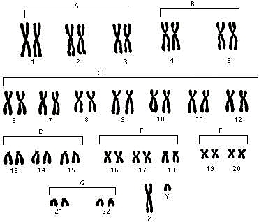 El mapa cromosómico