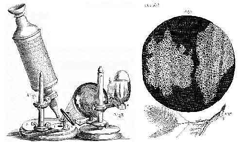 TEORÍA CELULAR -Matthias Schleiden y Theodore Schwann