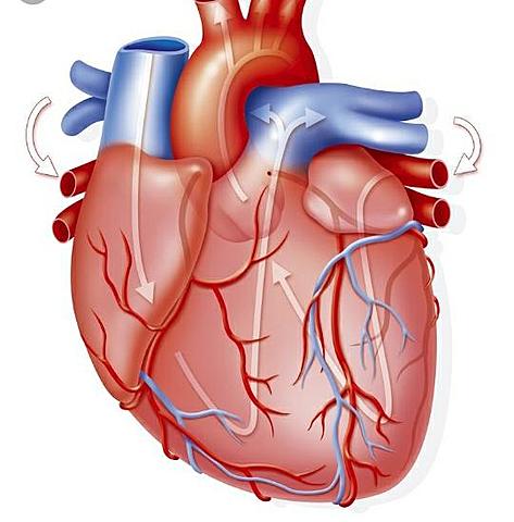 Corazón centro del cuerpo