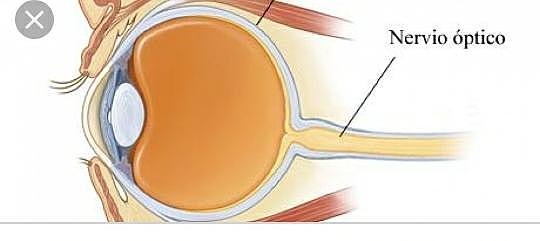 Nervio óptico