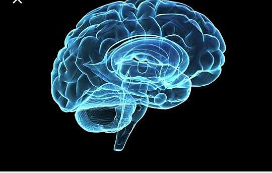 El cerebro regula las emociones