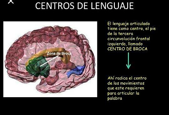 Ubicación del lenguaje articulado