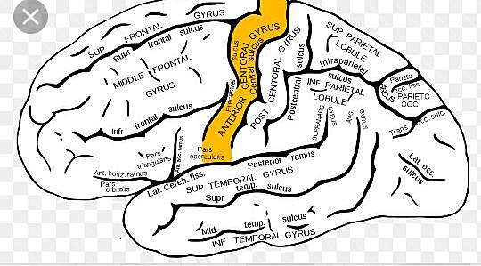 Importancia de la Circunvolución Prerrolándica