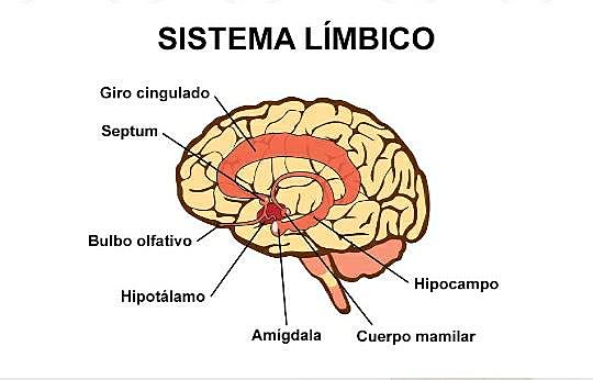 Sistema limbico