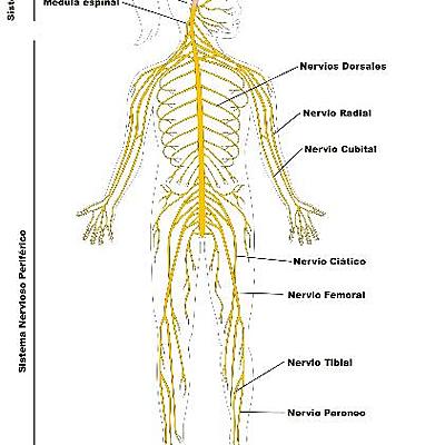 Timeline: HISTORIA DEL SISTEMA NERVIOSO (MARIANA VELASQUEZ RAMÍREZ)