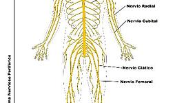 Timeline: HISTORIA DEL SISTEMA NERVIOSO (MARIANA VELASQUEZ RAMÍREZ)