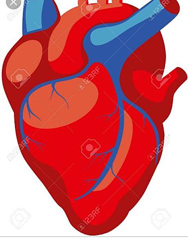 Corazón centro del cuerpo