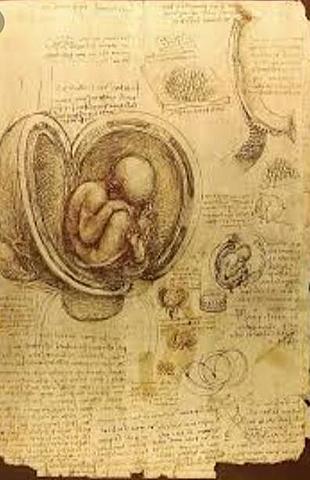 Estudios anatómicos