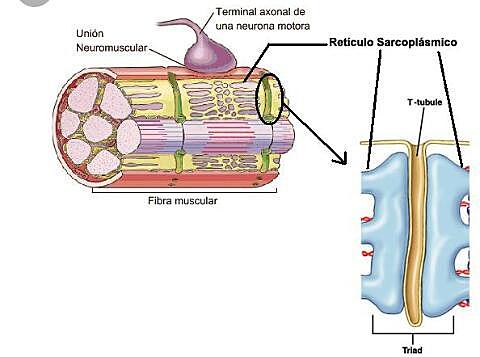 Excitación muscular