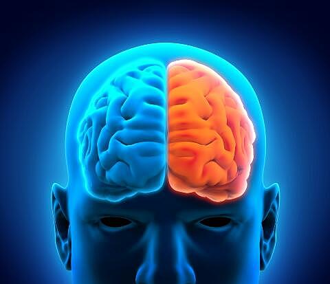 Hemisferio izquierdo