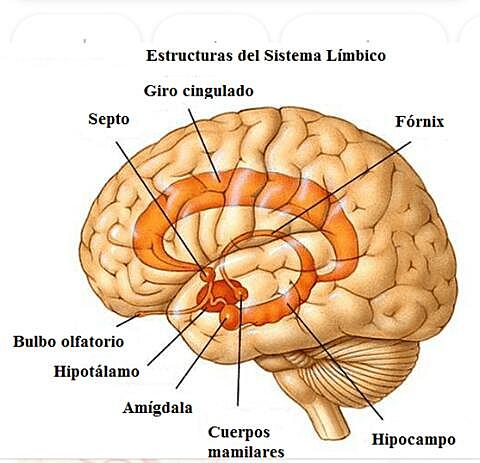sistema limbico