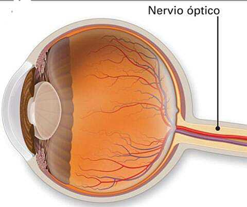 Nervio óptico