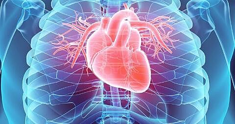 Corazón centro del cuerpo