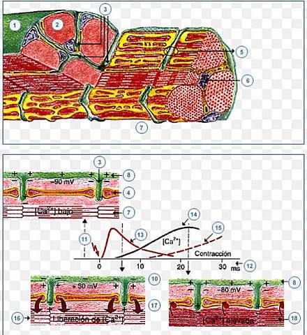Excitación muscular