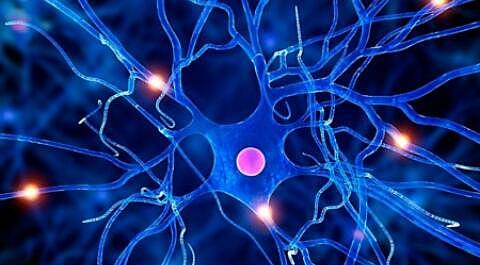 Aporte células nerviosas