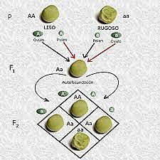 Se dilucidó el mecanismo de la herencia
