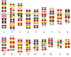 Fin de la secuenciación del Genoma Humano