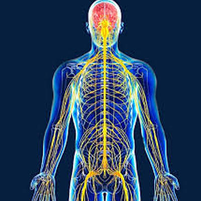 Timeline: ESTUDIO DEL SISTEMA NERVIOSO