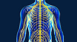 Timeline: ESTUDIO DEL SISTEMA NERVIOSO