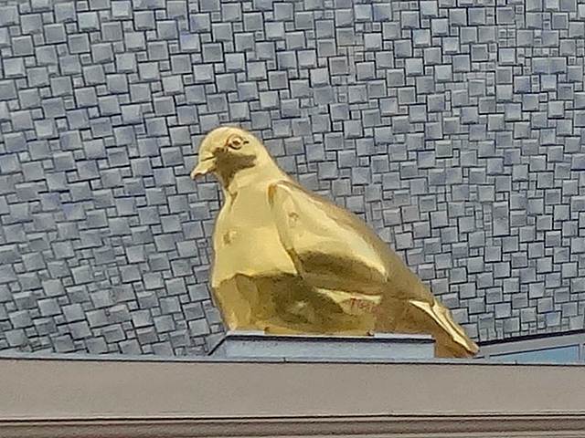 Dikke vette gouden vredesduif