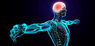 El Medico Belga Andres Vesalio