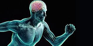 El Cirujano Francés Paul Broca