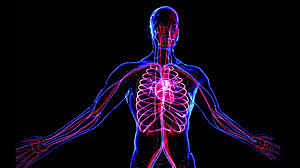 El Italiano Giuseppe Moruzzi y el Estadounidense Horace Magoun