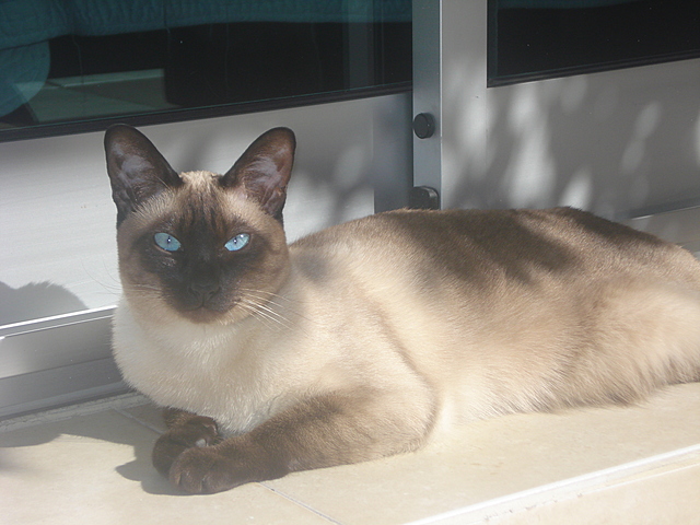 Me regalaron a mi gata para navidad