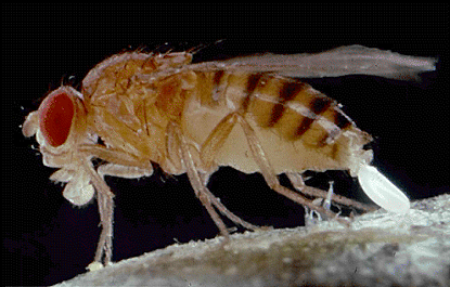 Creación del 1° Mapa genético