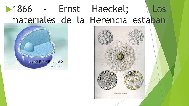 Ernest Haeckel