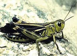 Theodor Boveri y Walter Sulton