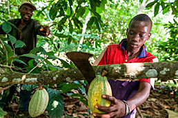 The Ivory Coast became the world's largest producer of cacao beans