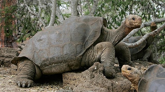 Tortuga gigante de Pinta
