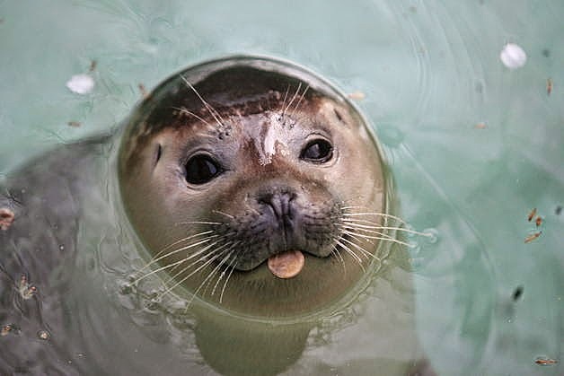 Foca monje del Caribe