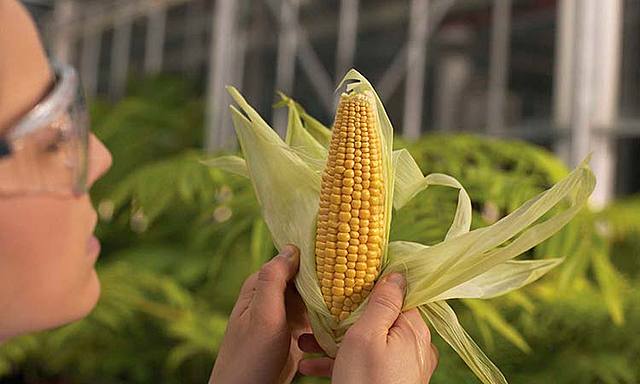 Plantas transgenicas