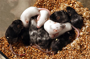 Modificaciones geneticas