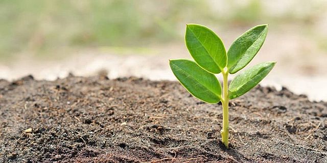 Ecología de comunes