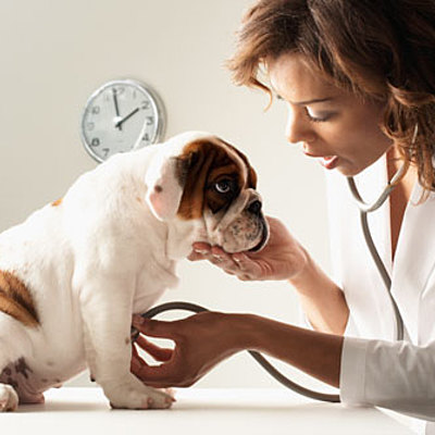 Timeline: Linea del tiempo de la Medicina Veterinaria