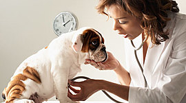 Timeline: Linea del tiempo de la Medicina Veterinaria