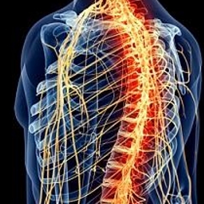 Timeline: Un poco de historia sobre el estudio del sistema nevioso